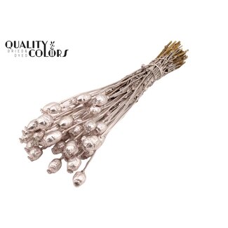 QC Gedroogde Slaapbol | Kleur: Champagne | Papaver Somniferum Droogbloemen | Lengte ± 60 centimeter | Gewicht 200 gram | Per bos