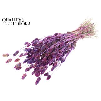 QC Dried Phalaris | Colour: Multicoloured Milka Purple | Canary Grass Dried Flowers | Length ± 60 centimetres | Weight 220 grams | Per bunch