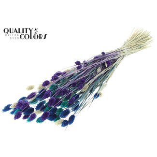 QC Gedroogde Phalaris | Scandinavische Mix | Kleur: Gemengde Kleuren | Kanariegras Droogbloemen | Lengte ± 60 centimeter | Gewicht 220 gram | Per bos