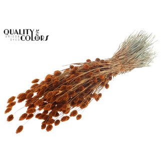 QC Getrocknete Phalaris | Farbe: Terrakotta | Kanariengras Trockenblumen | Länge ± 60 Zentimeter | Gewicht 220 Gramm | Pro Bund