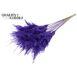 QC Dried Pampas Plumes | Colour: Frosted Purple | Pampas Dried Flowers | Length ± 70 centimetres | 10 plumes per bunch | Per bunch