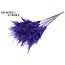 Pampas Grass 70cm 10st/bunch Frosted Purple