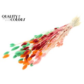 QC Dried Phalaris | Fluor Sorbet | Colour: Mixed Colours | Canary Grass Dried Flowers | Length ± 70 centimetres | Weight 220 grams | Per bunch