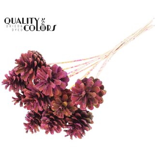 QC Dennenappel op stok | Kleur: Meerkleurig Kerskleurig | Diameter dennenappel 5 - 7 centimeter | Lengte ± 50 centimeter | Per 10 bijstekers