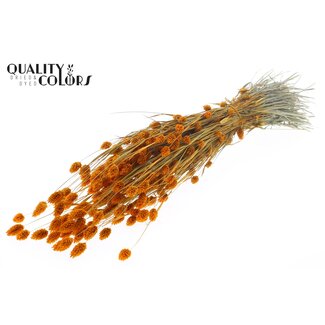 QC Getrocknete Phalaris | Farbe: Aprikosenfarben | Kanariengras Trockenblumen | Länge ± 60 Zentimeter | Gewicht 220 Gramm | Pro Bund