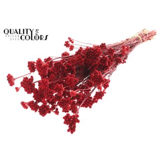 QC Gedroogde Lona | Kleur: Rood | Lonas Annua Droogbloemen | Lengte ± 50 centimeter | Per bos