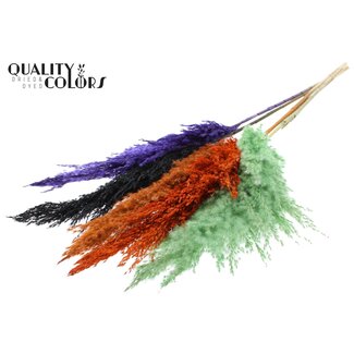 QC Dried Pampas Plumes | Halloween Mix | Colour: Mixed Colours | Pampas Dried Flowers | Length ± 100 centimetres | 5 plumes per bunch | Per bunch