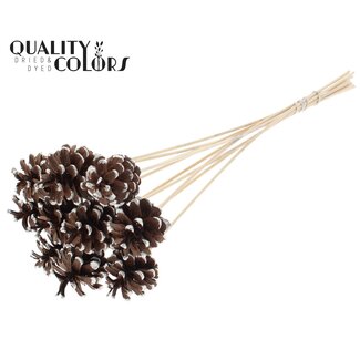 QC Pine Cone on Stick | Colour: Brown with Platinum Colour | Platinum Tipped Pick | Pine Cone Diameter 5 - 7 centimetres | Length ± 50 centimetres | Per 10 picks