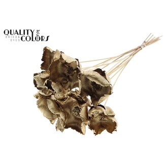 QC Dried Palm Cup on stem | Colour: Antique Gold | Length ± 50 centimetres | Per 10 stems