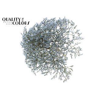 QC Gedroogde Zeelavendel | Kleur: Lichtblauw | Limonium Tataricum Droogbloemen | Lengte ± 30 cm | Gewicht 45 gram | Per bos