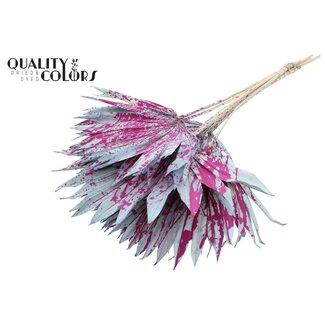 QC Dried Palm Leaf in Fan Shape | Colour: Speckled Light Blue Cherry Colour | Palm Sun Dried Flowers | Length ± 50 centimetres | Per 10 stems