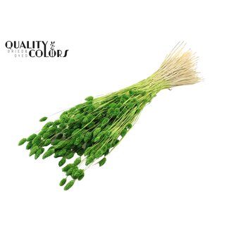 QC Gedroogde Phalaris | Kleur: Intens Groen | Kanariegras Droogbloemen | Lengte ± 70 centimeter | Gewicht 220 gram | Per bos