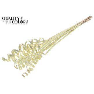 QC Palm Spiraal op steel | Kleur: Crèmekleurig | Cane Spring Bijsteker | Lengte bijsteker ± 50 centimeter | Per 10 bijstekers
