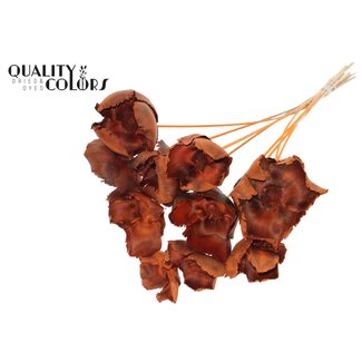 QC Gedroogde Palm Cup op steel | Kleur: Oranje | Lengte ± 50 centimeter | Per 10 stelen