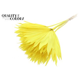 QC Dried Palm Leaf in Fan Shape | Colour: Intense Yellow | Palm Sun Dried Flowers | Length ± 50 centimetres | Per 10 stems