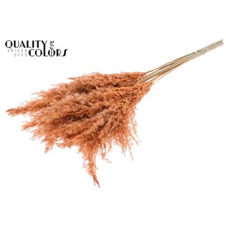 QC Gedroogde Pampas Pluimen | Kleur: Frosted Zalmkleurig | Pampas Droogbloemen | Lengte ± 70 centimeter | 10 pluimen per bos | Per bos