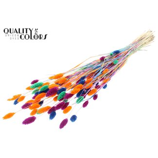 QC Getrocknete Phalaris | Neon Dusk | Farbe: Gemischte Farben | Kanariengras Trockenblumen | Länge ± 70 Zentimeter | Gewicht 220 Gramm | Pro Bund