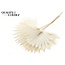Dried Palm Leaf in Fan Shape | Colour: White Bleached | Palm Sun Dried Flowers | Length ± 55 centimetres | Per 10 stems