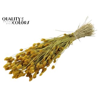QC Getrocknete Phalaris | Farbe: Gelb | Kanariengras Trockenblumen | Länge ± 60 Zentimeter | Gewicht 220 Gramm | Pro Bund