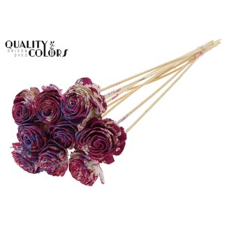 QC Shola Houten Roos op stok | Kleur: Meerkleurig Kerskleurig Milkapaars | Shola Beauty Rose Bijsteker | Diameter roos 6 centimeter | Lengte bijsteker ± 50 centimeter | Per 10 bijstekers