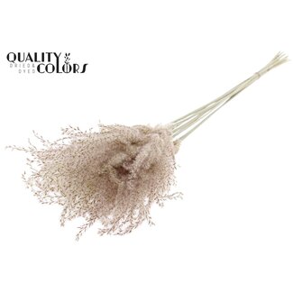 QC Dried Chinese Silver Grass Plumes | Colour: Natural White Brown | Miscanthus Dried Flowers | Length ± 70 centimetres | 5 plumes per bunch | Per bunch