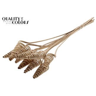 QC Palm Spiraal op steel | Kleur: Naturelle Bruin | Cane Cone Bijsteker | Lengte bijsteker ± 50 centimeter | Per 10 bijstekers