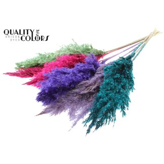 QC Dried Pampas Plumes | Colourful 7 | Colour: Mixed Colours | Pampas Dried Flowers | Length ± 70 centimetres | 10 plumes per bunch | Per bunch