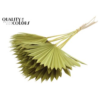 QC Gedroogd Palmblad in Waaiervorm | Kleur: Geel | Palm Sun Droogbloemen | Lengte ± 50 centimeter | Per 10 takken