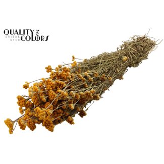 QC Dried Lona | Colour: Natural Yellow Orange | Lonas Annua Dried Flowers | Length ± 50 centimetres | Per bunch