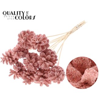 QC Dennenappel op stok | Kleur: Lichtroze | Sawdust Light Pink Bijsteker | Diameter dennenappel 5 - 7 centimeter | Lengte ± 50 centimeter | Per 10 bijstekers