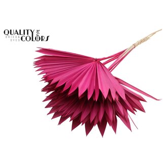 QC Gedroogd Palmblad in Waaiervorm | Kleur: Kerskleurig | Palm Sun Droogbloemen | Lengte ± 50 centimeter | Per 10 takken