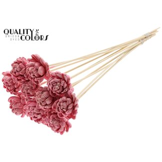 QC Shola Hout met was Roos op stok | Kleur: Lichtroze | Shola New Beauty Rose Bijsteker | Diameter roos 6 centimeter | Lengte bijsteker ± 50 centimeter | Per 10 bijstekers