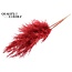 Gedroogde Pampas Pluimen | Kleur: Rood | Pampas Droogbloemen | Lengte ± 100 centimeter | 5 pluimen per bos | Per bos