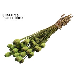 QC Dried Poppy | Colour: Light Green | Papaver Somniferum Dried Flowers | Length ± 60 centimetres | Weight 200 grams | Per bunch