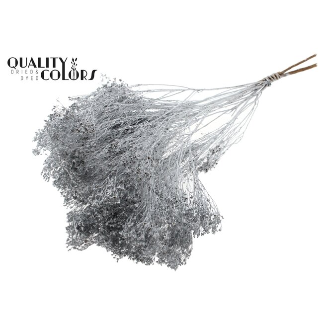 Broom Bloom p/bunch in poly Silver