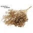 Broom Bloom p/bunch in poly Antique Gold