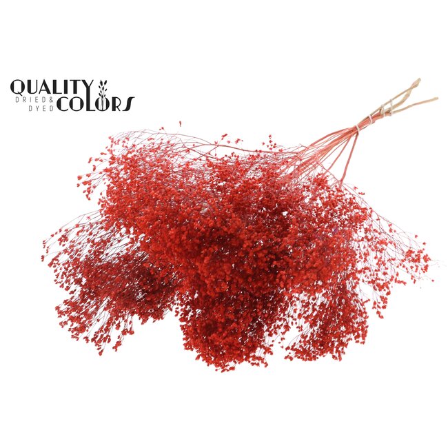 Broom Bloom p/bunch in poly Coral