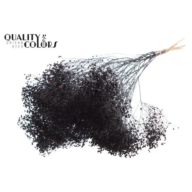 Broom Bloom p/bunch in poly Black