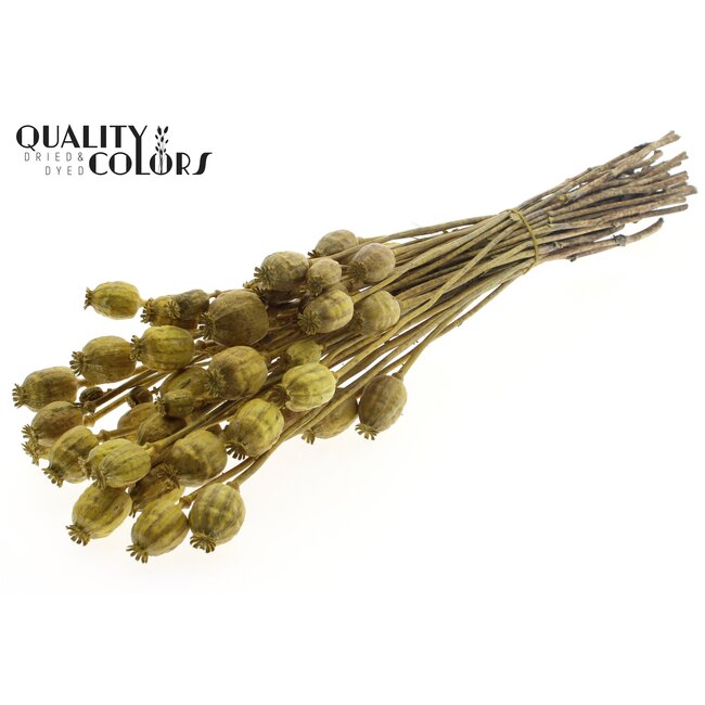 Dried Poppy | Colour: Metallic Yellow | Papaver Somniferum Dried Flowers | Length ± 60 centimetres | Weight 200 grams | Per bunch