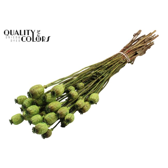 Dried Opium Poppy | Colour: Light Green | Papaver Somniferum Dried Flowers | Length ± 60 centimetres | Weight 200 grams | Per bunch