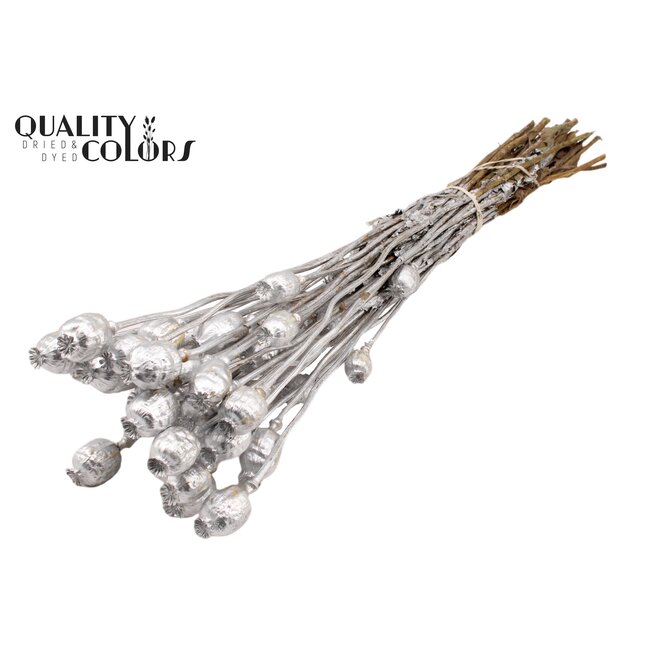 Gedroogde Slaapbol | Kleur: Zilverkleurig | Papaver Somniferum Droogbloemen | Lengte ± 60 centimeter | Gewicht 200 gram | Per bos