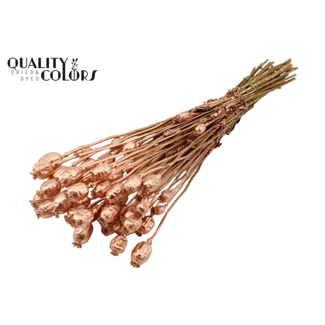 Dried Opium Poppy | Colour: Copper | Papaver Somniferum Dried Flowers | Length ± 60 centimetres | Weight 200 grams | Per bunch