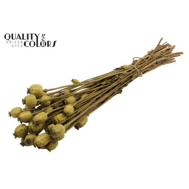 Dried Poppy | Colour: Olive Green | Papaver Somniferum Dried Flowers | Length ± 60 centimetres | Weight 200 grams | Per bunch