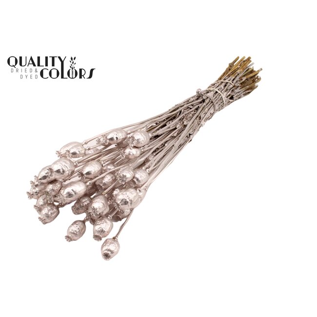 Gedroogde Slaapbol | Kleur: Champagne | Papaver Somniferum Droogbloemen | Lengte ± 60 centimeter | Gewicht 200 gram | Per bos