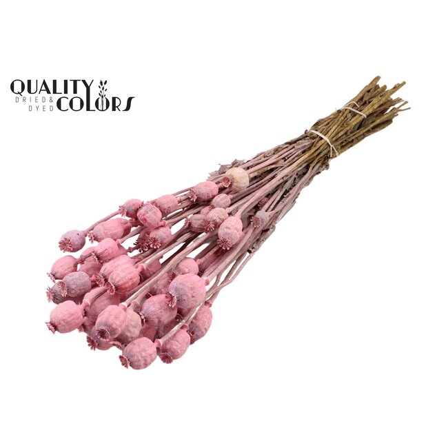 Getrockneter Schlafmohn | Farbe: Frosted Rosa | Papaver Somniferum Trockenblumen | Länge ± 60 Zentimeter | Gewicht 200 Gramm | Pro Bund