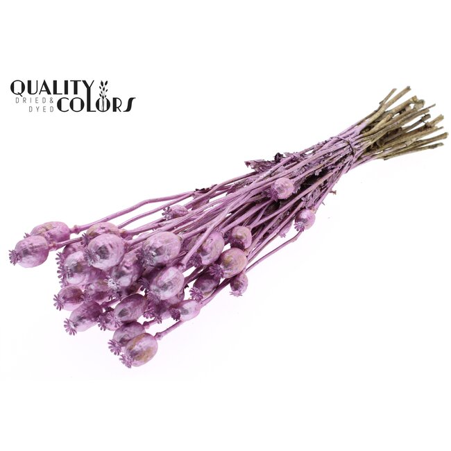 Dried Poppy | Colour: Metallic Pink | Papaver Somniferum Dried Flowers | Length ± 60 centimetres | Weight 200 grams | Per bunch