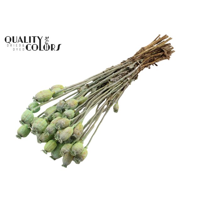 Dried Opium Poppy | Colour: Frosted Mint Green | Papaver Somniferum Dried Flowers | Length ± 60 centimetres | Weight 200 grams | Per bunch