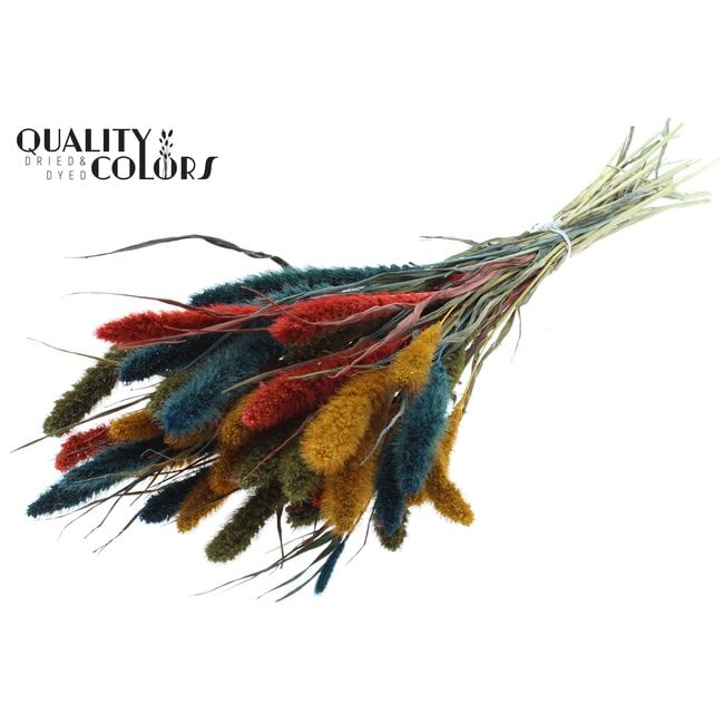 Dried Setaria | Colourful 6 | Colour: Mixed Colours | Setaria dried flowers | Length ± 70 centimetres | Weight 210 grams | Per bunch