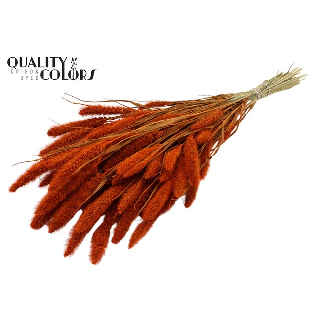 Dried Setaria | Colour: Orange | Setaria dried flowers | Length ± 70 centimetres | Weight 210 grams | Per bunch