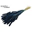 Dried Setaria | Colour: Dark Blue | Setaria dried flowers | Length ± 70 centimetres | Weight 210 grams | Per bunch